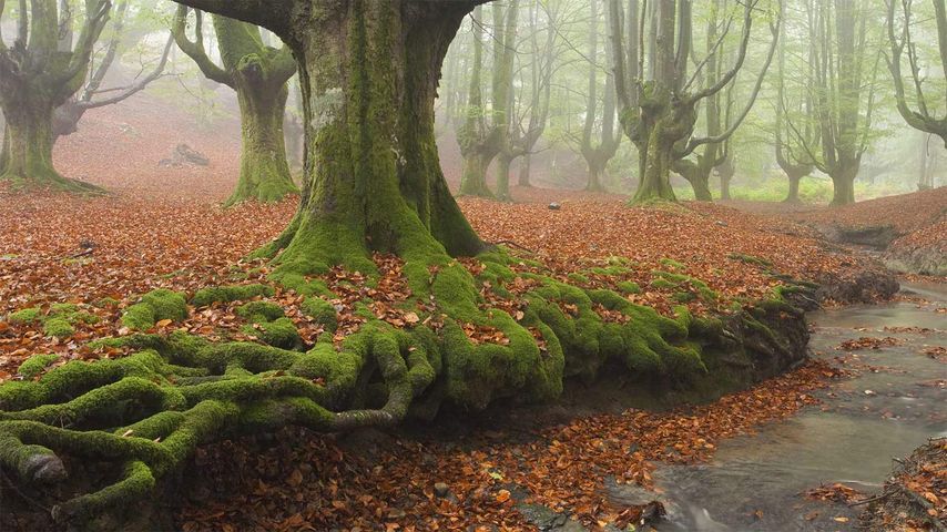 ｢ゴルベア自然公園｣スペイン, バスク自治州