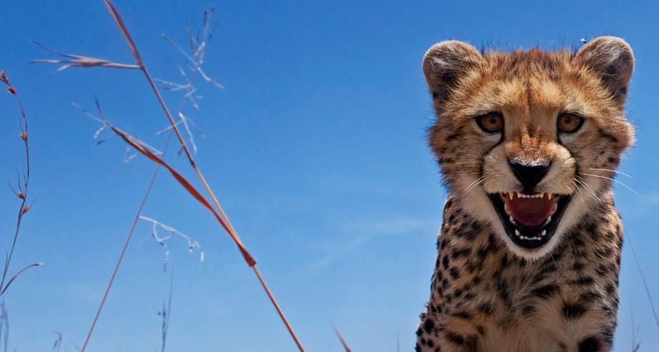 Adolescent cheetah, Maasai Mara National Reserve, Kenya