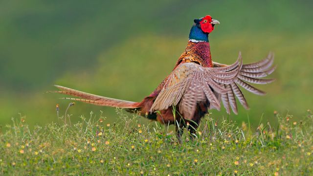 Ring-necked pheasant male, Texel, Netherlands