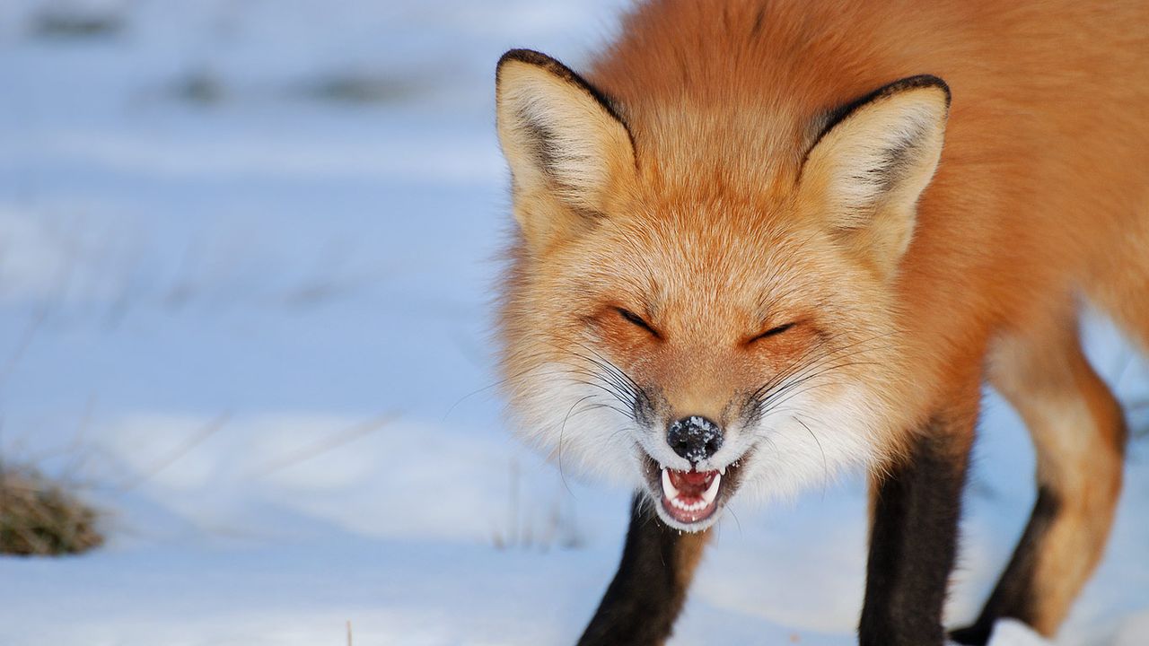 Renard roux dans le parc national des Îles-de-Boucherville près de Montréal, Canada