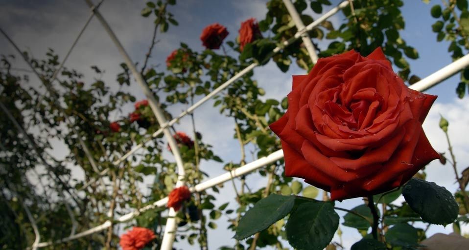 Italy, Liguria. Roses in Nervi park - Francesco Tomasinelli/Photolibrary ©