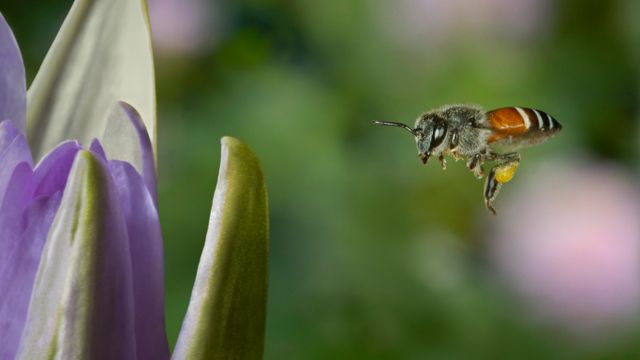 Western honey bee