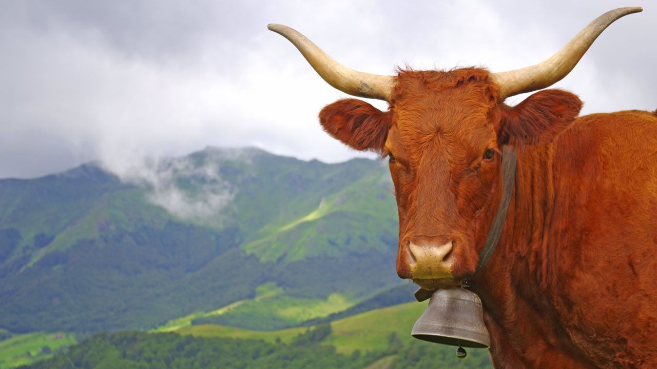 Vache salers dans le Cantal, Auvergne 