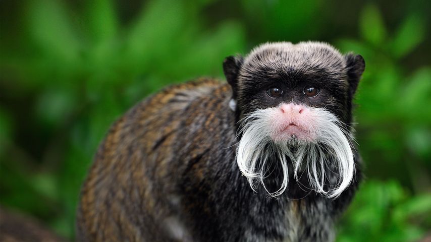 秘鲁玛努国家公园中的皇狨猴