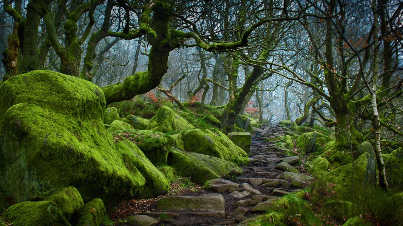 Forest path in Padley Gorge in Derbyshire 