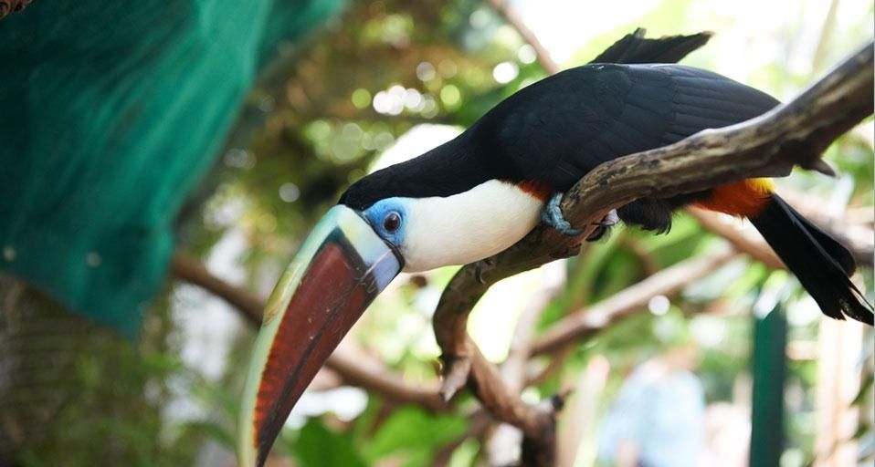 Toucan photographed at The Living Rainforest, Hampstead Norris, England, as part of Bing Help Your Britain ©