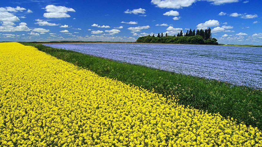 Flowering canola field with flax in the background and a sky filled with cumulus clouds, Tiger Hills near Somerset, Manitoba