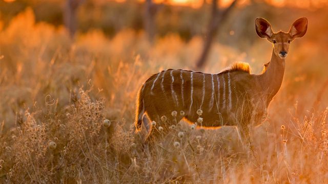 Female greater kudu in Chobe National Park, Botswana