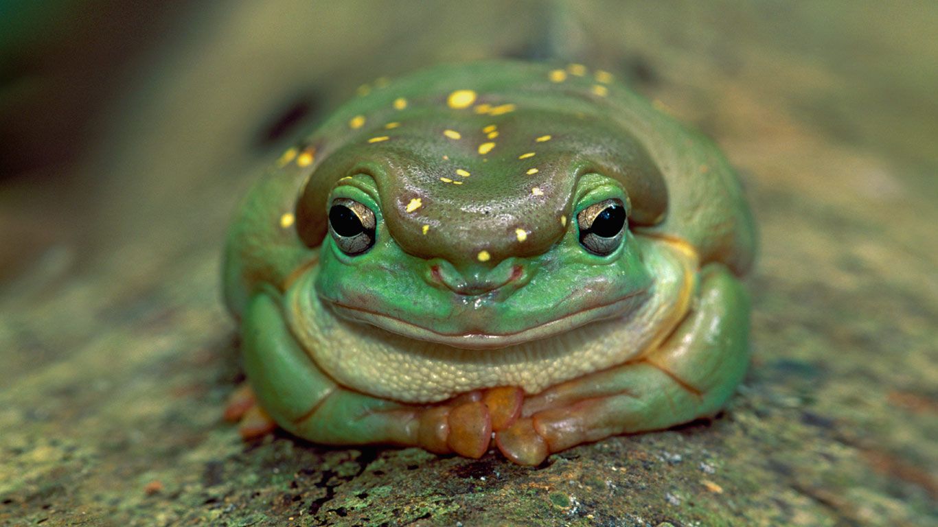 Magnificent tree frog in Drysdale River National Park, Australia Peapix