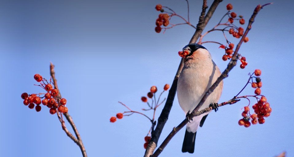 ｢ナナカマドと鷽（ウソ）｣北海道, 旭川