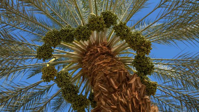 Fruiting date tree