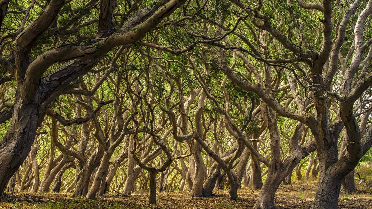 写真集 Habitat du monde オークの森｣アメリカ, カリフォルニア州 - Bing Gallery · Peapix