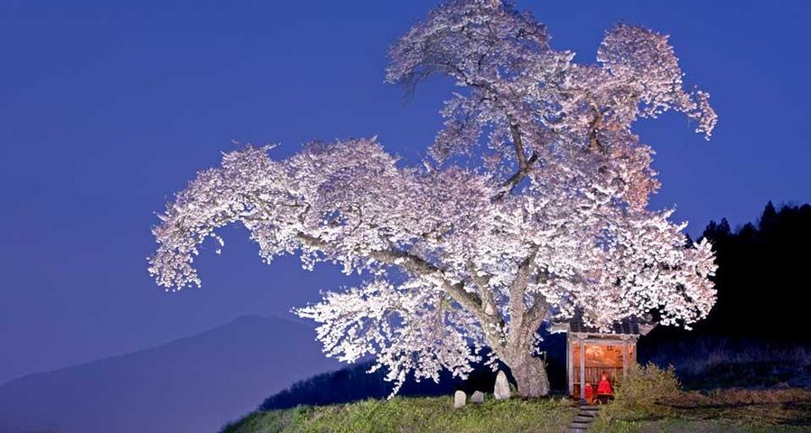｢小沢の桜｣福島, 田村市