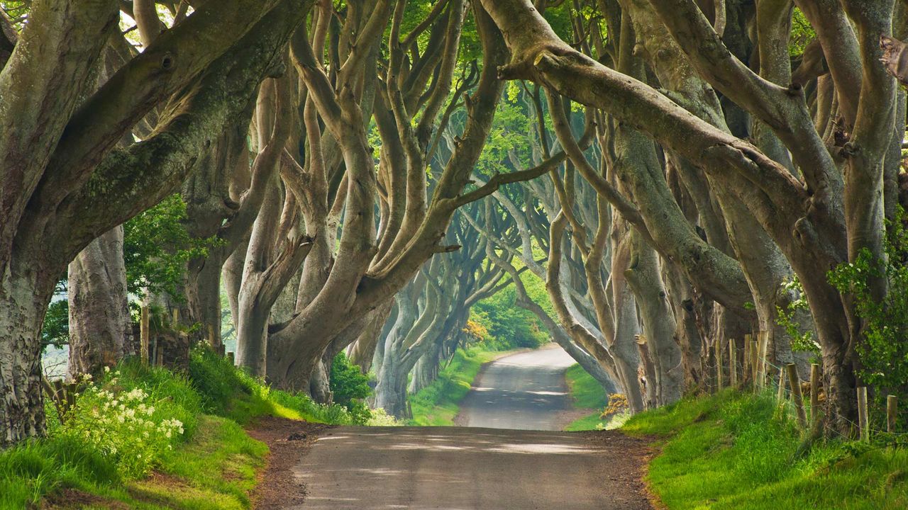 The Dark Hedges in County Antrim, Northern Ireland 