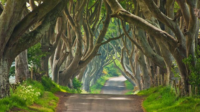 The Dark Hedges in County Antrim, Northern Ireland