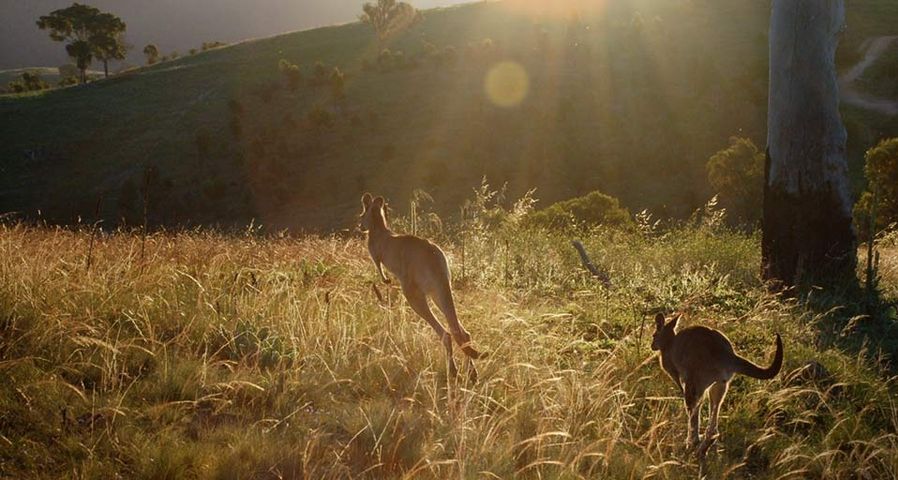 Urambi Roos/2 Kangaroos jumping over grass in the afternoon with golden yellow sun flare