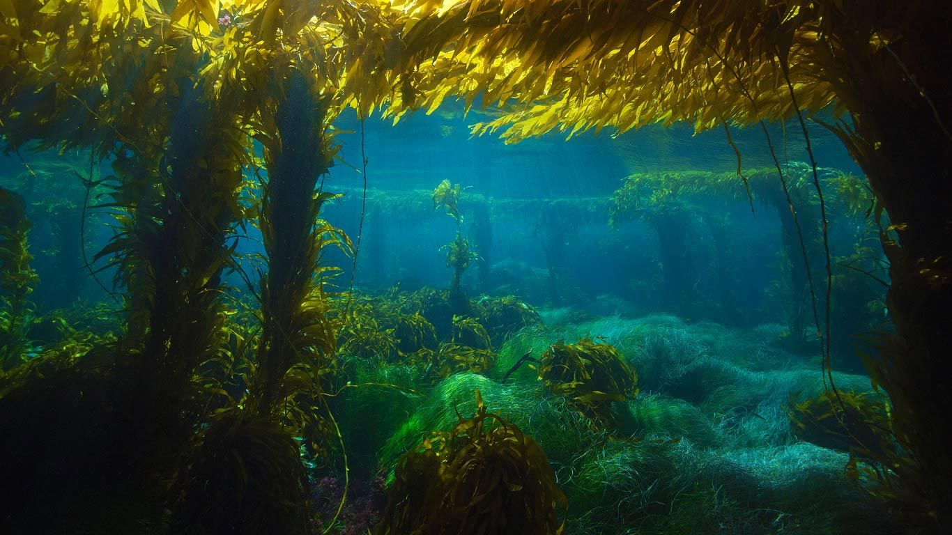 kelp forest hd