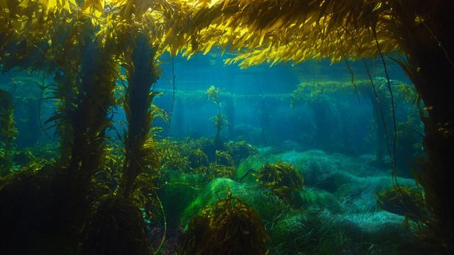 「ジャイアントケルプの森」アメリカ, カリフォルニア州