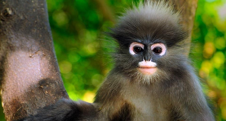 Dusky leaf monkey, Khao Sam Roi Yot National Park, Thailand