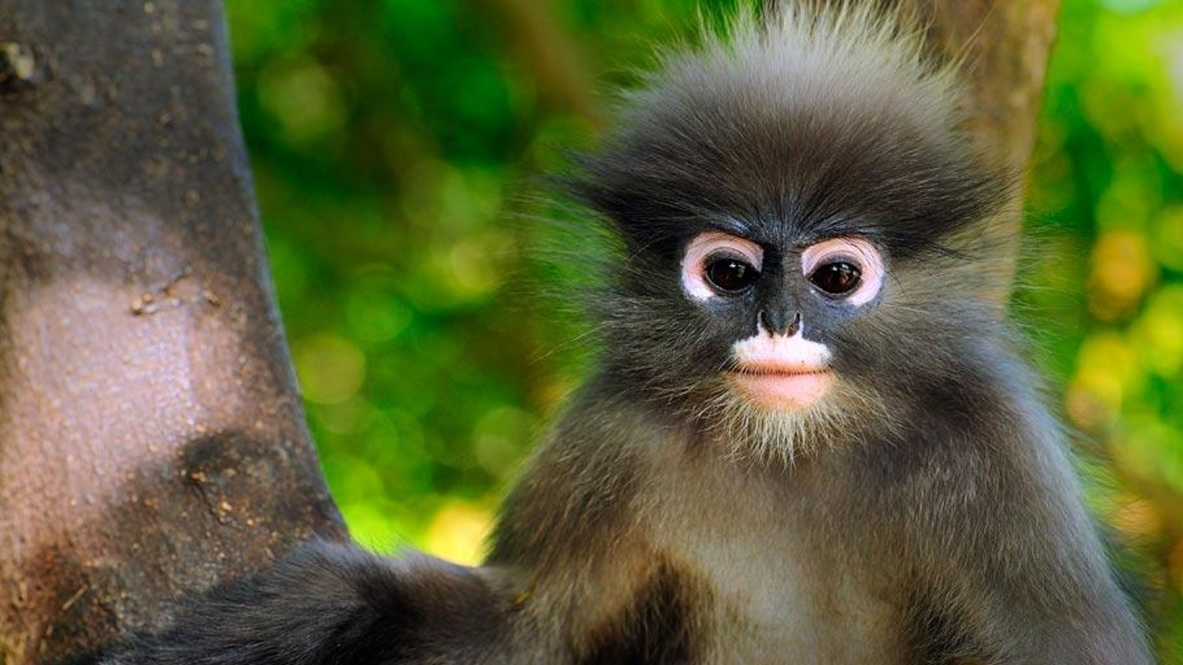 File:Dusky leaf monkey at Tanjung Tuan Recreational Forest.jpg
