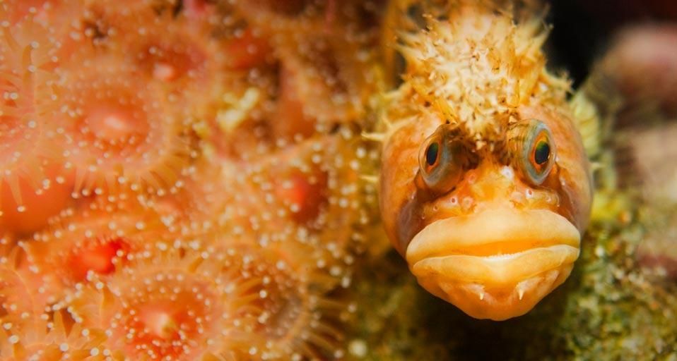 Close-up of a Coralline sculpin fish camouflaged underwater