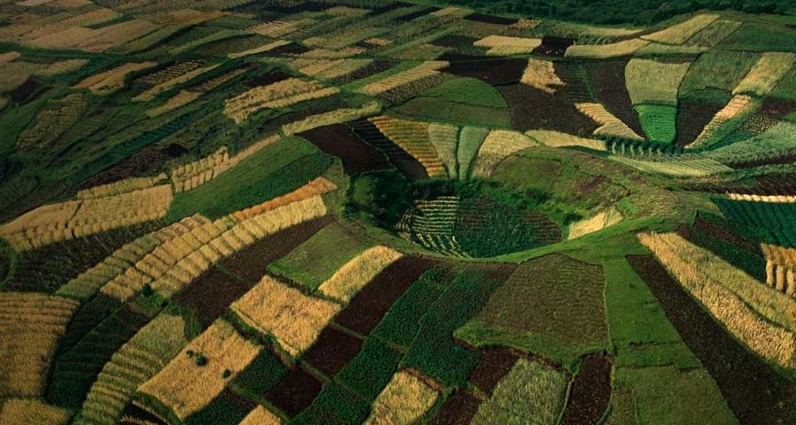 Terraced fields of wheat climb the slopes of a small volcano near the Virunga Mountains in Rwanda