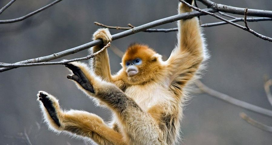 A golden snub-nosed monkey plays in a tree in the Qinling Mountains, Shaanxi province, China