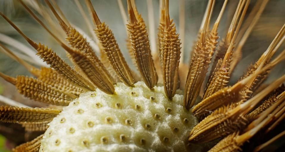 Samen auf Löwenzahn (Taraxacum), Detail