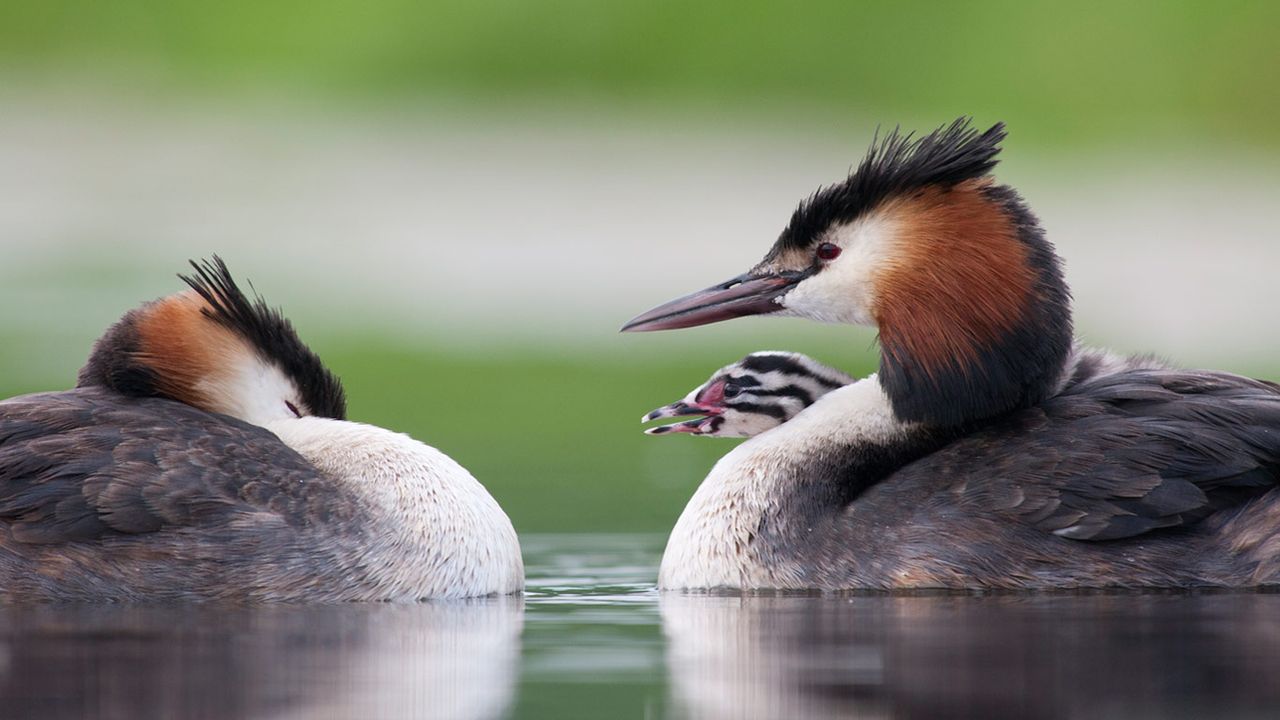 Great crested grebes with chick