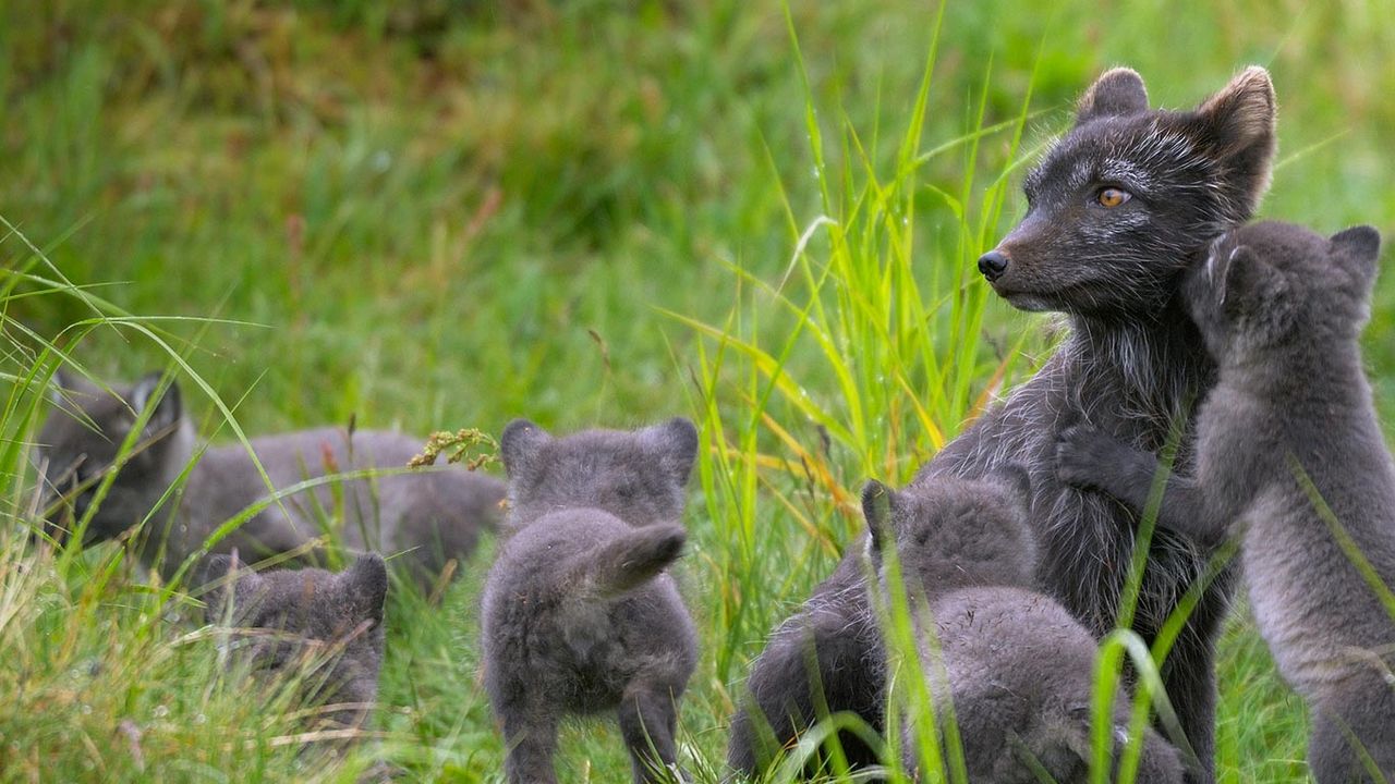 ｢ホッキョクギツネの家族｣スウェーデン, ラップランド地方