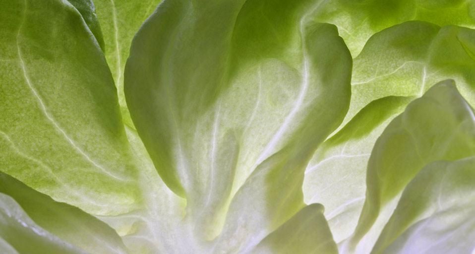 Lettuce leaf