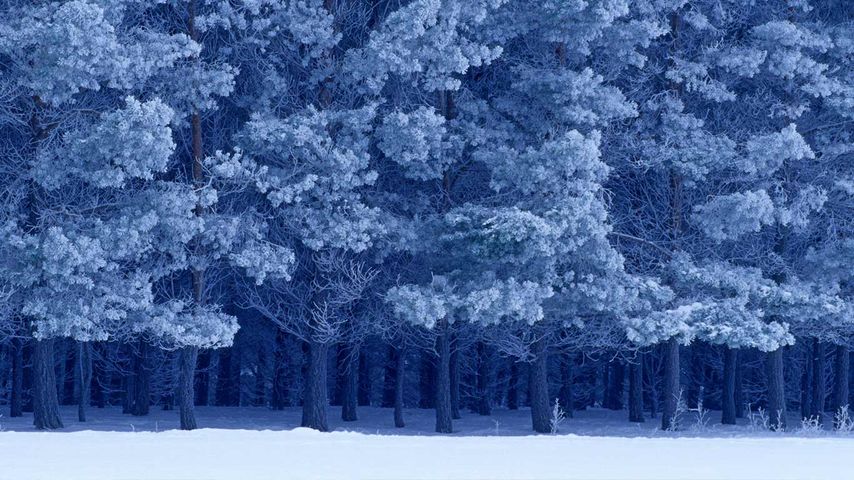 Scots Pines in winter, Birds Hill Provincial Park, Manitoba, Canada