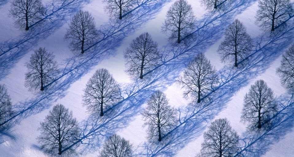 Bäume in Winterlandschaft
