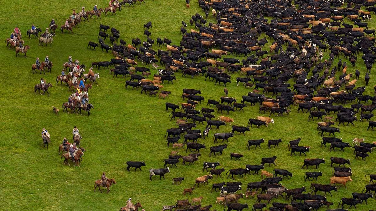 Cattle during an annual overnight round-up, Andes Mountains, Ecuador