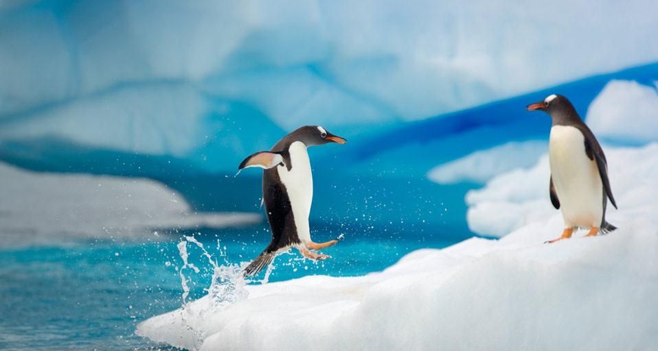 Eselspinguine in der Gerlache-Meerenge, Antarktis