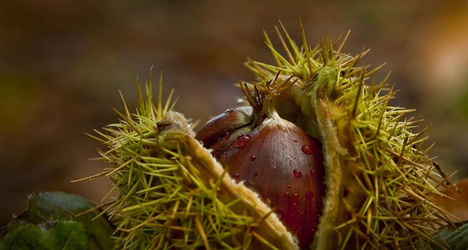 Chestnut in the Forest of Crécy, France