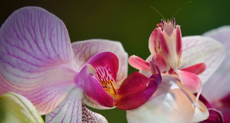 Eine Kronenfangschrecke tarnt sich auf einer Orchideenblüte – Francesco Tomasinelli/Visuals Unlimited, Inc. ©