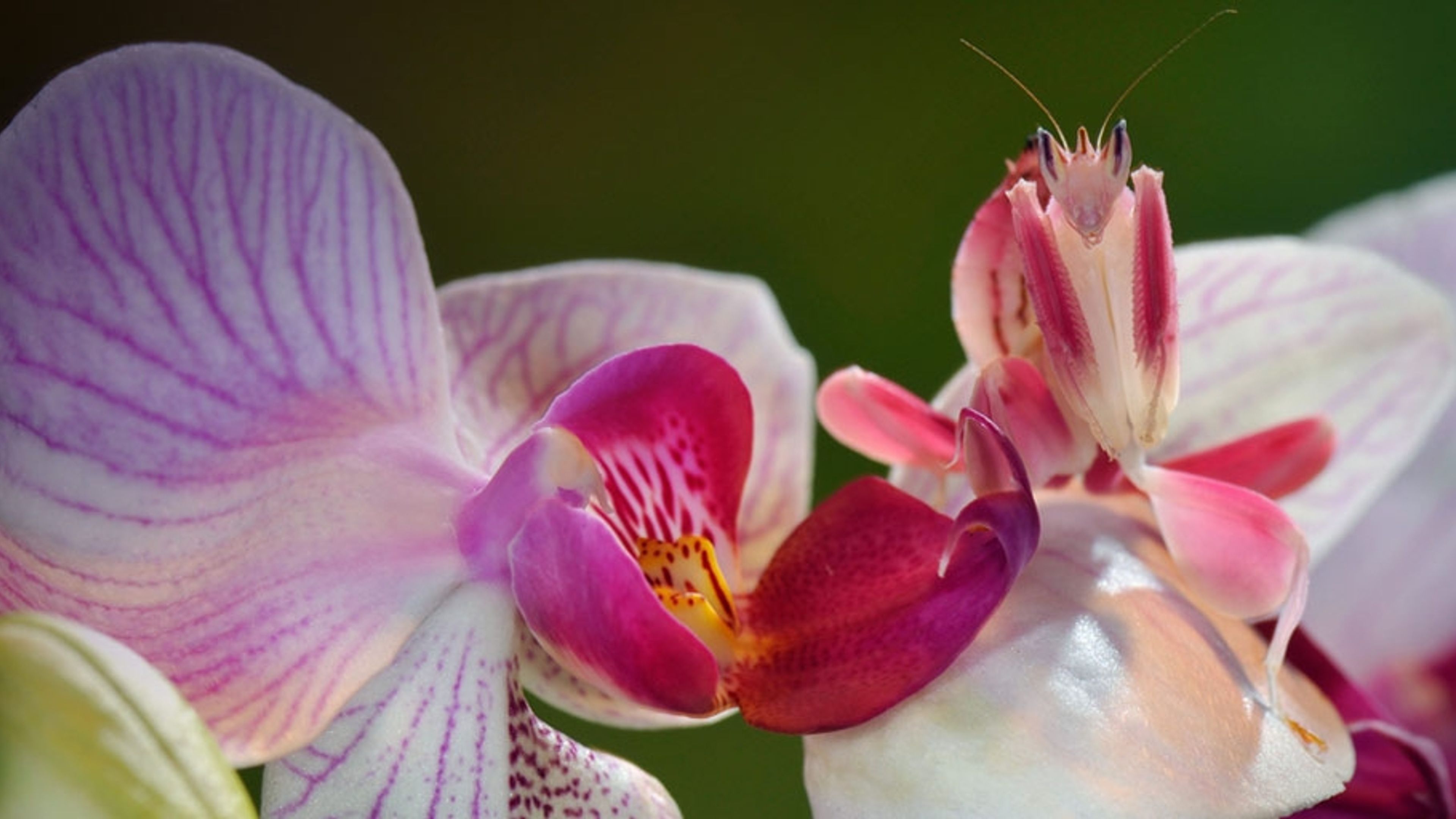 Orchid Mantis Bing Gallery 6308