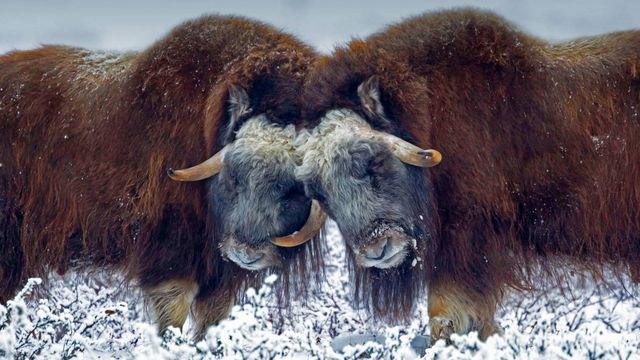 Male muskoxen near Prudhoe Bay, Alaska, USA