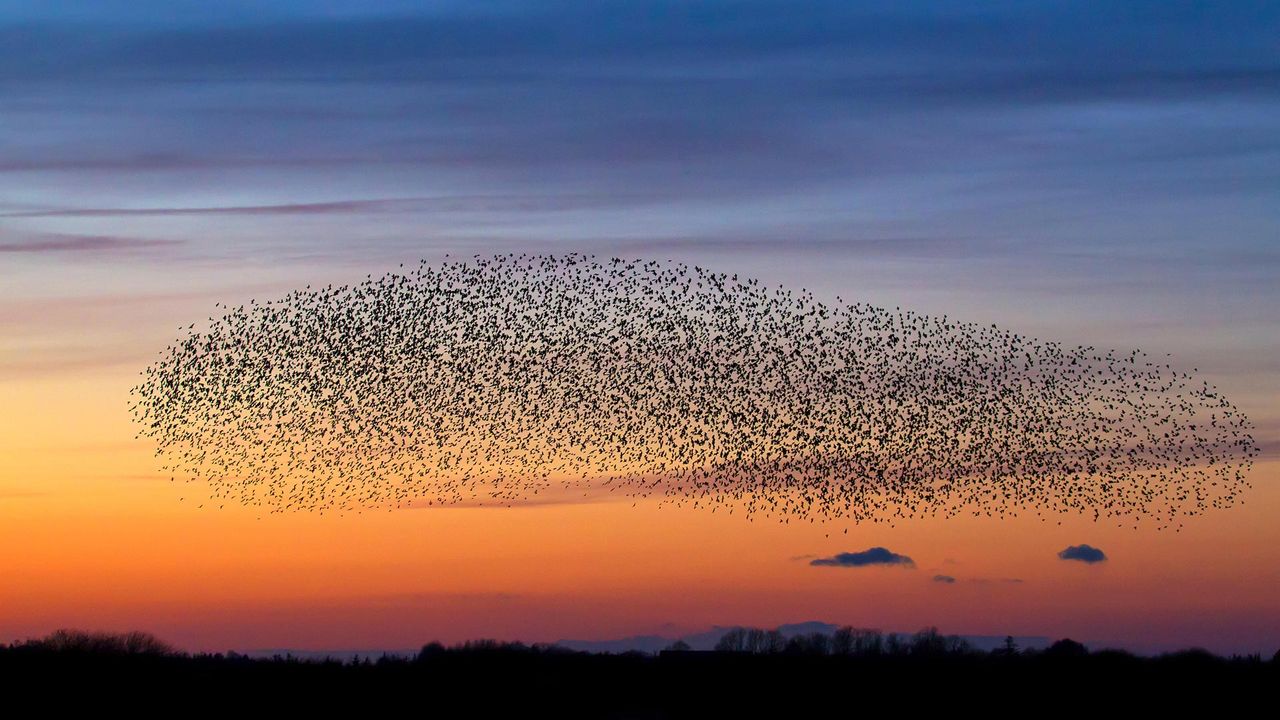 Starenschwarm in der Abenddämmerung 