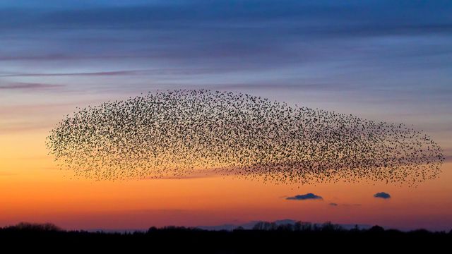 Starenschwarm in der Abenddämmerung