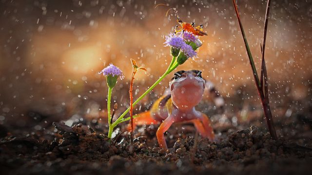 Gecko und Insekt im Regen, Indonesien