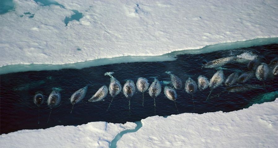 Narwhal whales group in an ice break near Baffin Island, Nunavut, Canada