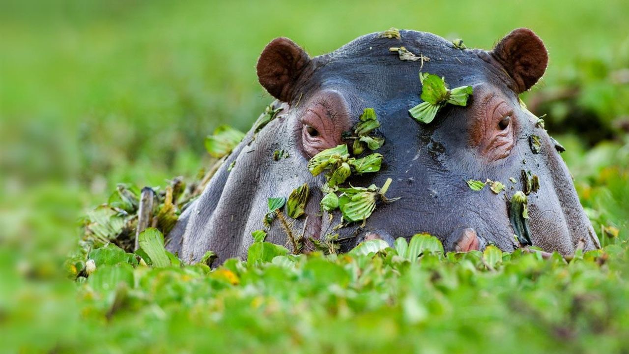 Hippopotamus, Masai Mara National Reserve, Kenya