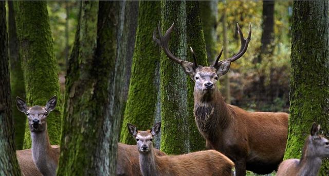 A red deer stag stands among females in the woods at the Eekholt game park – Christian Hager/dpa ©