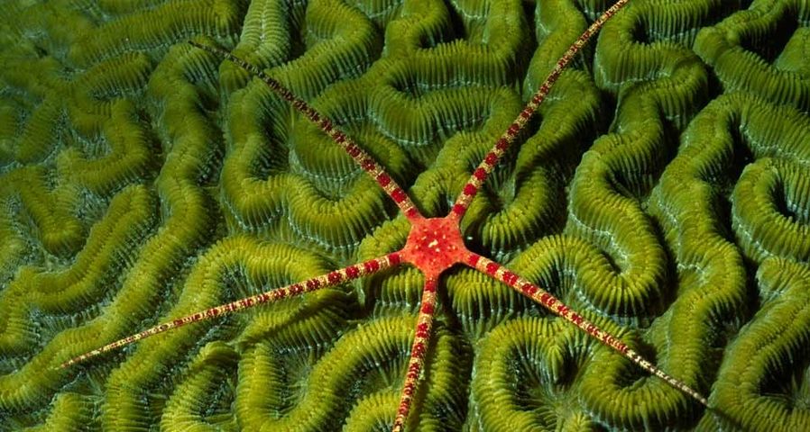 Ruby brittle star on coral off the shore of the Cayman Islands