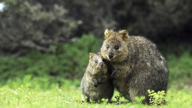 Quokka mother and son on Rottnest Island, Western Australia