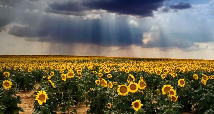 Sonnenblumenfeld in Kastilien und León, Spanien