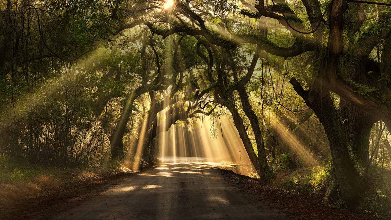Botany Bay road, Edisto Island, South Carolina