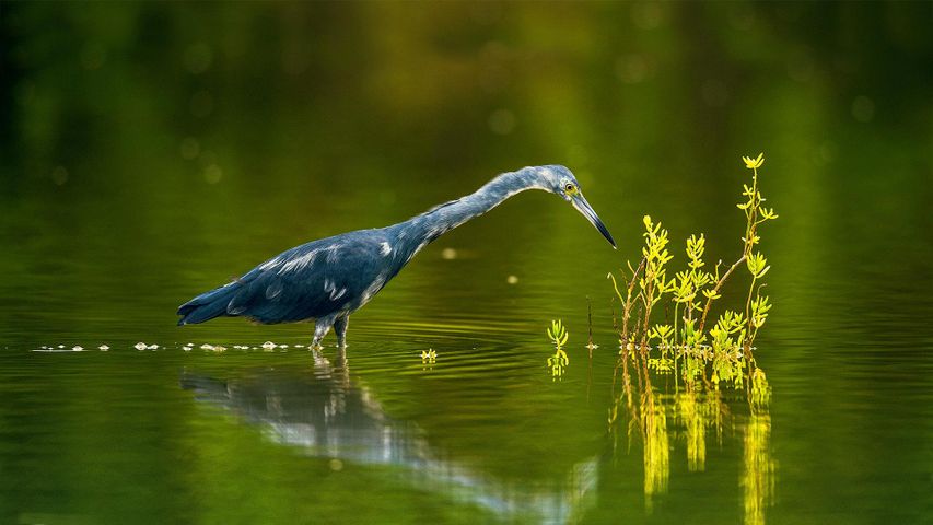 Ein Blaureiher auf Kuba